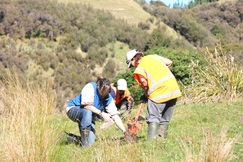 Habitat BPM planting at Arapaoanui