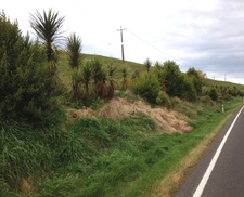 Erosion control plantings in Central Hawke's Bay