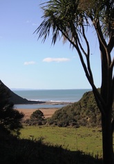 Cabbage tree and view of Arapaoanui River